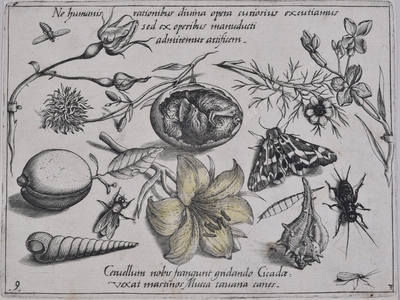 Archetypa studiaque patris Georg...