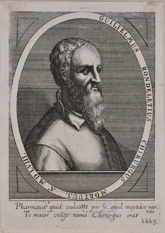 Guillaume Rondelet